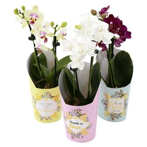Flor Orquidea Phalaenopsis Mini Pote 06 1 Unidade