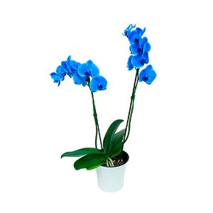 Flor Orquídea Phalaenopsis Azul Pote 12 com 1u