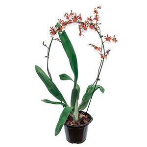 Flor Orquídea Sharry Baby Pote 15 com 1un
