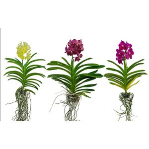 Flor Orquídea Vanda Cesta Vazada 1un