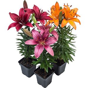 Flor Lírio Variado Pote 12 com 1un