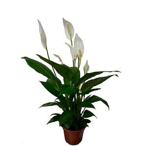 Flor Spathiphyllum com Flor Pote15 - 1Un