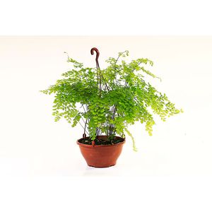 Planta Avenca Variada Pote14 - 1un