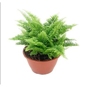 Planta Mini Samambaia Havai Cuia13 com 1un