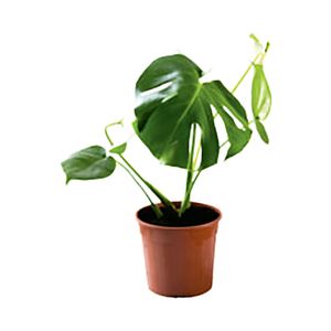 Planta Monstera Pote23 - Unidade