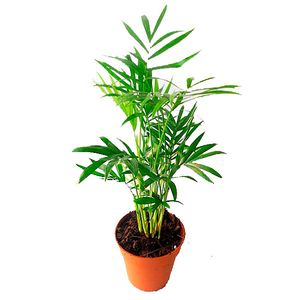 Planta Palmeira Chamaedorea Pote11 com 1un