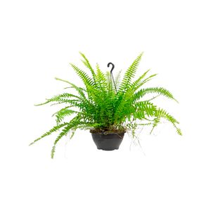 Planta Samambaia Americana Cuia 21