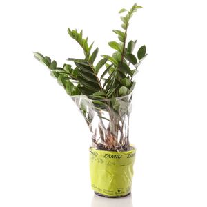 Planta Zamioculcas Pote 17 1 Unidade