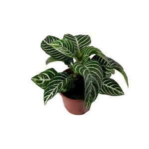 Planta Maranta Variada Pote 19 com 1un