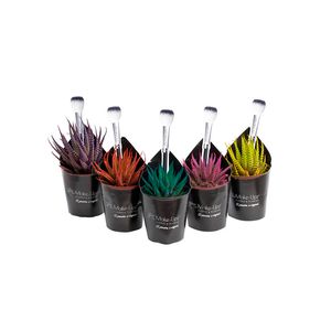 Planta Haworthia Faciata Colours Pote06 - 1un
