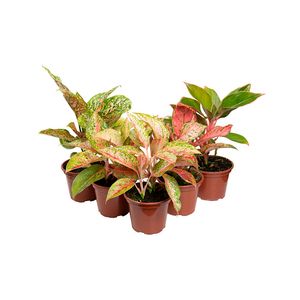 Planta Aglaonema Variada Pote12 - 1un