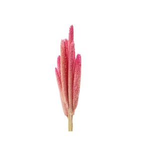 Flor Desidratada Milheto 1mc