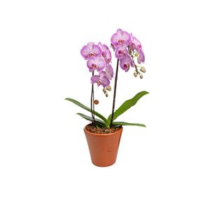 Flor Orquídea Phalaenopsis Nina 2ht Pote17 - 1un