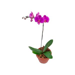 Flor Orquídea Phalaenopsis 1ht Pote 22 1un