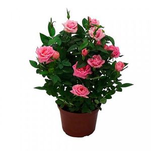Flor Mini Roseira Pote13  com 1un