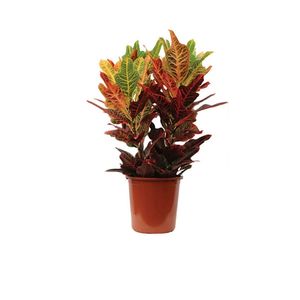 Planta Croton Petra Pote 19 com 1un