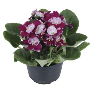 Flor Violeta Pote 11