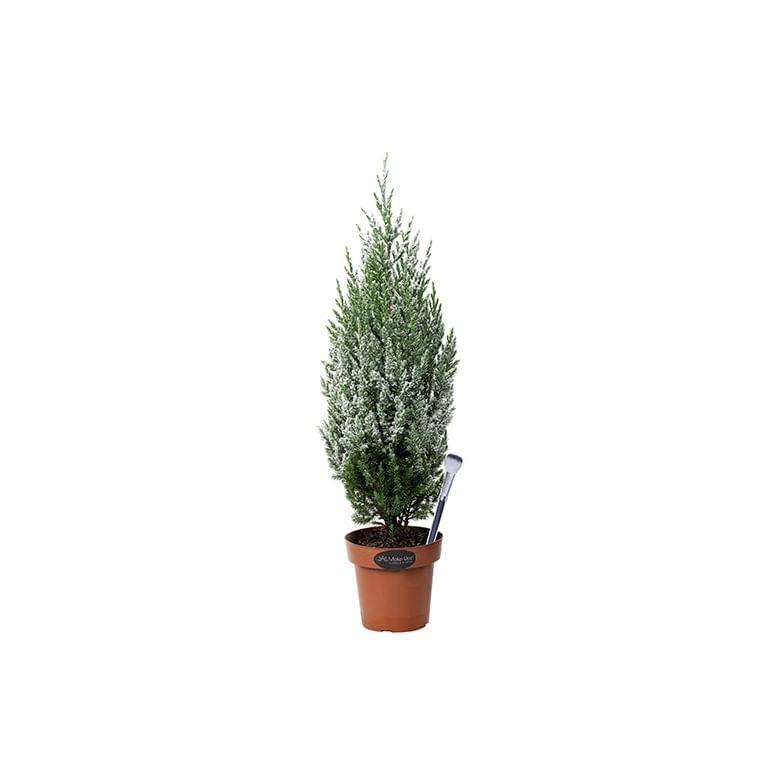 Planta Tuia Strickta Colours Neve com Glitter Pote14 - 1un - Covabra