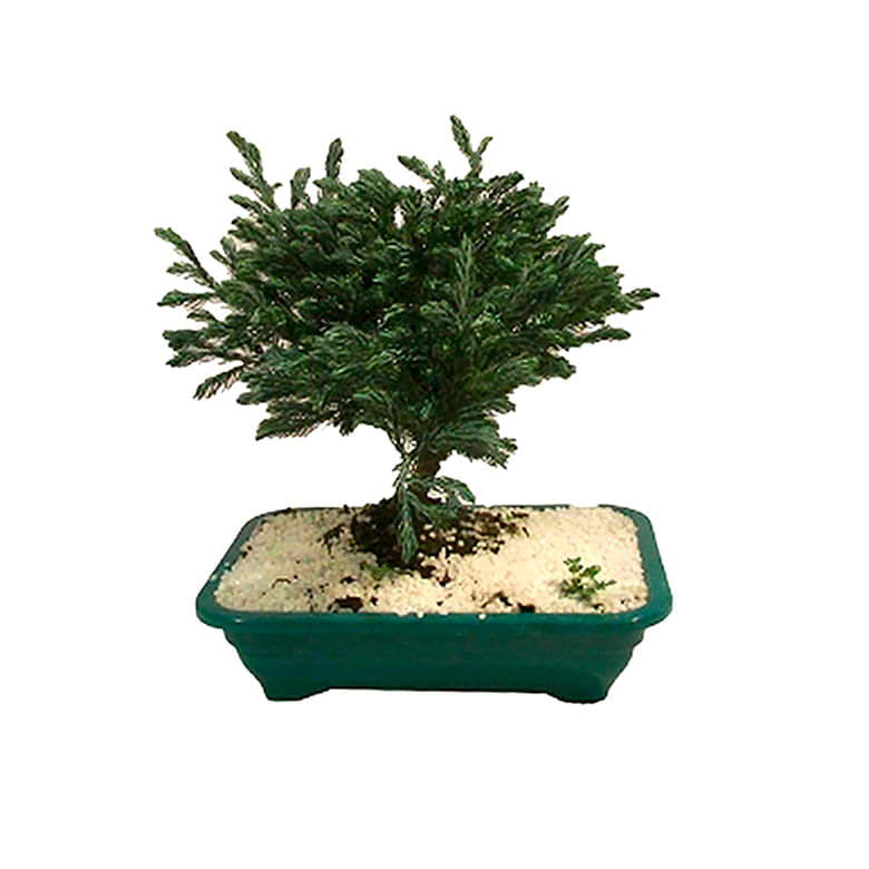 Planta Bonsai Jovem Baby 1un - Covabra
