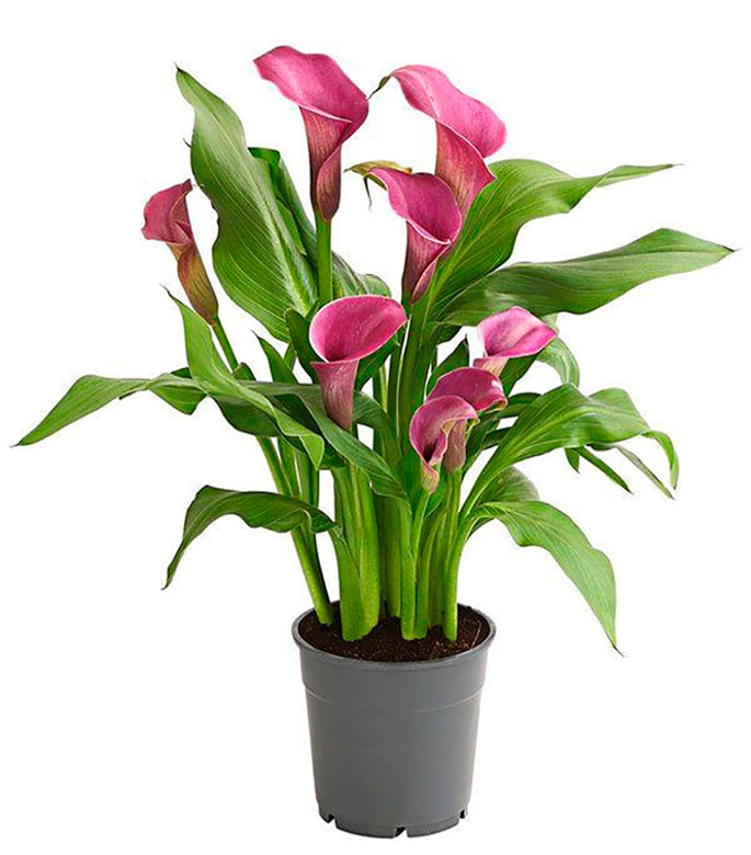 Flor Calla Colorida Pote14 - 1Un - Covabra