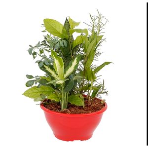 Planta Coquetel 7 Ervas Cuia21 com 1un