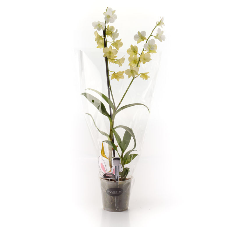 Flor Orquídea Denphalaen Pote 13 - Covabra